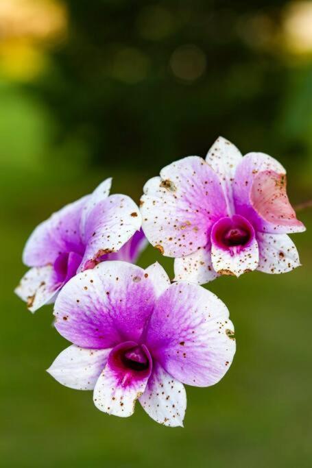 Recanto Dos Beija Flores, Chale Lantana C * Monte Alegre do Sul